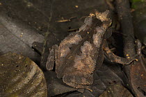 Leaf Litter Toad (Bufo typhonius) camouflaged in leaf litter, Barro Colorado Island, Panama