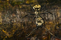 Carpenter Ant (Camponotus sericeiventris), Barro Colorado Island, Panama