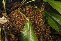 Army Ant (Eciton hamatum) group making temporary nest by holding on to each other, Barro Colorado Island, Panama