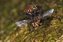 Tachinid Fly (Calodexia sp) pair mating, Barro Colorado Island, Panama