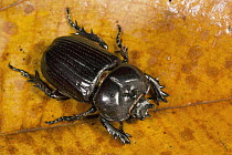 Rhinoceros Beetle (Phileurus truncatus), Barro Colorado Island, Panama