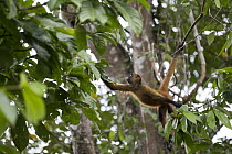 Black-handed Spider Monkey (Ateles geoffroyi) climbing between trees, Barro Colorado Island, Panama