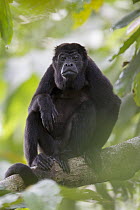 Mantled Howler Monkey (Alouatta palliata), Barro Colorado Island, Panama
