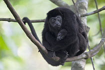 Mantled Howler Monkey (Alouatta palliata) mother and young, Barro Colorado Island, Panama