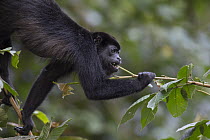 Mantled Howler Monkey (Alouatta palliata) feeding on new plant growth, Barro Colorado Island, Panama