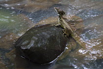 Jesus Christ Lizard (Basiliscus basiliscus) on rock in water, Barro Colorado Island, Panama