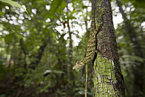 Giant Green Anole (Anolis frenatus) on tree, Barro Colorado Island, Panama