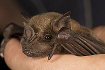 Greater Spear-nosed Bat (Phyllostomus hastatus) juvenile held by biologist, Barro Colorado Island, Panama