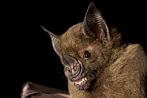 Greater Spear-nosed Bat (Phyllostomus hastatus) juvenile, Barro Colorado Island, Panama