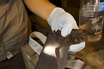 Greater Spear-nosed Bat (Phyllostomus hastatus) biologist checking juvenile's wing membranes, Barro Colorado Island, Panama