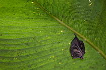 Peters' Tent-making Bat (Uroderma bilobatum) roosting under large leaf after making incisions causing leaf to bend and form tent, Barro Colorado Island, Panama