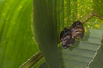 Peters' Tent-making Bat (Uroderma bilobatum) pair roosting under large leaf after making incisions causing leaf to bend and form tent, Barro Colorado Island, Panama