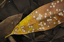 Leaf infested by parasites, Barro Colorado Island, Panama