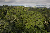 Tropical rainforest canopy, Barro Colorado Island, Panama