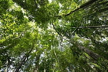 Canopy of tropical rainforest, Barro Colorado Island, Panama