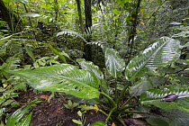 Wet leaves in tropical rainforest, Barro Colorado Island, Panama
