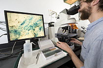 Biologist looking through microscope to study the relationships between fungi and trees, Barro Colorado Island, Panama