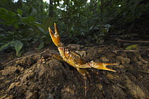Short-tailed Crab (Potamocarcinus richmondi) in defensive posture, Barro Colorado Island, Panama