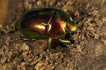 Golden Beetle (Plusiotis sp) female digging hole to lay her eggs in partially rotten tree trunk, Barro Colorado Island, Panama