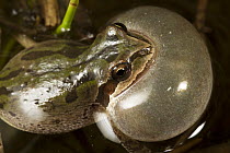 Pacific Chorus Frog (Pseudacris regilla) male calling, Conboy Lake National Wildlife Refuge, Washington
