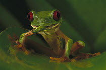 Red-eyed Tree Frog (Agalychnis callidryas) feeding on grasshopper, Barro Colorado Island, Panama