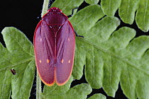 Froghopper (Cercopidae), Tierras Morenas, Costa Rica