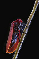 Froghopper (Cercopidae), Tierras Morenas, Costa Rica