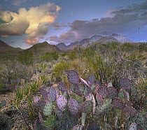 Opuntia (Opuntia sp) cactus, Chisos Mountains, Big Bend National Park, Texas
