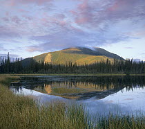 Pond reflecting Nisling Range, Yukon, Canada