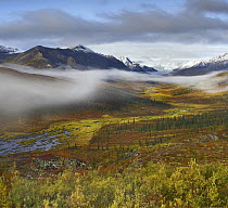 Fog over tundra, Tombstone Range, Tombstone Territorial Park, Yukon, Canada