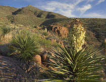 Agave (Agave sp) flowering, Franklin Mountains State Park, Texas