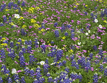 Sand Bluebonnet (Lupinus subcarnosus), Pointed Phlox (Phlox cuspidata), White Prickly Poppy (Argemone albiflora), and Squaw-weed (Senecio aureus) flowers, Hill Country, Texas
