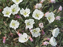 White Evening Primrose (Oenothera caespitosa) flowers, Texas