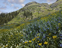 Mountain Bluebell (Mertensia ciliata) and Groundsel (Senecio sp) flowering on mountain, American Basin, Colorado