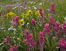 Mountain Indian Paintbrush (Castilleja parviflora) flowering, San Juan Mountains, Colorado