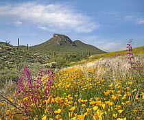Mexican Golden Poppy (Eschscholzia glyptosperma) flowering, Gonzales Pass, Sonoran Desert, Arizona