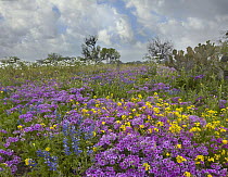 Pointed Phlox (Phlox cuspidata) flowering, Texas