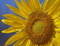 Common Sunflower (Helianthus annuus) flower, North America