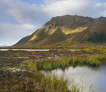 Pond and Ogilvie Mountains, Tombstone Territorial Park, Yukon, Canada
