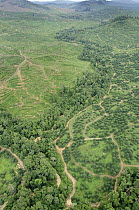 African Oil Palm (Elaeis guineensis) plantation in early stage with narrow riparian buffer zone bordering river, Malaysia