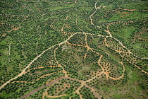 African Oil Palm (Elaeis guineensis) plantation in early stage, Malaysia
