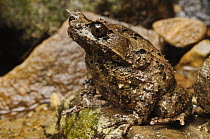 Rough Horned Frog (Borneophrys edwardinae), Sarawak, Borneo, Malaysia
