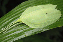 Katydid (Tympanophyllum atroterminatum) male spreading wings on leaf to conceal himself, Sarawak, Borneo, Malaysia