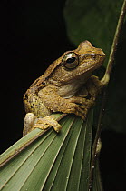 Shrub Frog (Rhacophorus baluensis) at night, Sarawak, Borneo, Malaysia
