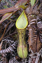 Pitcher Plant (Nepenthes copelandii) pitcher, Mount Kiamo, Mindanao Island, Philippines