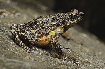 Mueller's Stream Toad (Ansonia muelleri), Mount Kiamo, Mindanao Island, Philippines