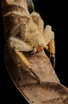 Huntsman Spider (Heteropoda sp) at night, Mount Kiamo, Mindanao Island, Philippines