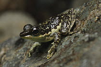 Mindanao Splash Frog (Staurois natator), Mount Kiamo, Mindanao Island, Philippines