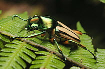 Flower Beetle (Phaedimus zebuanus), Mount Kiamo, Mindanao Island, Philippines