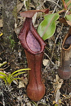 Pitcher Plant (Nepenthes pulchra), newly described species, Mount Kiamo, Mindanao Island, Philippines